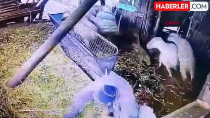 Komşusu Koyunlara İşkence Yapan Şahıs Serbest Bırakıldı