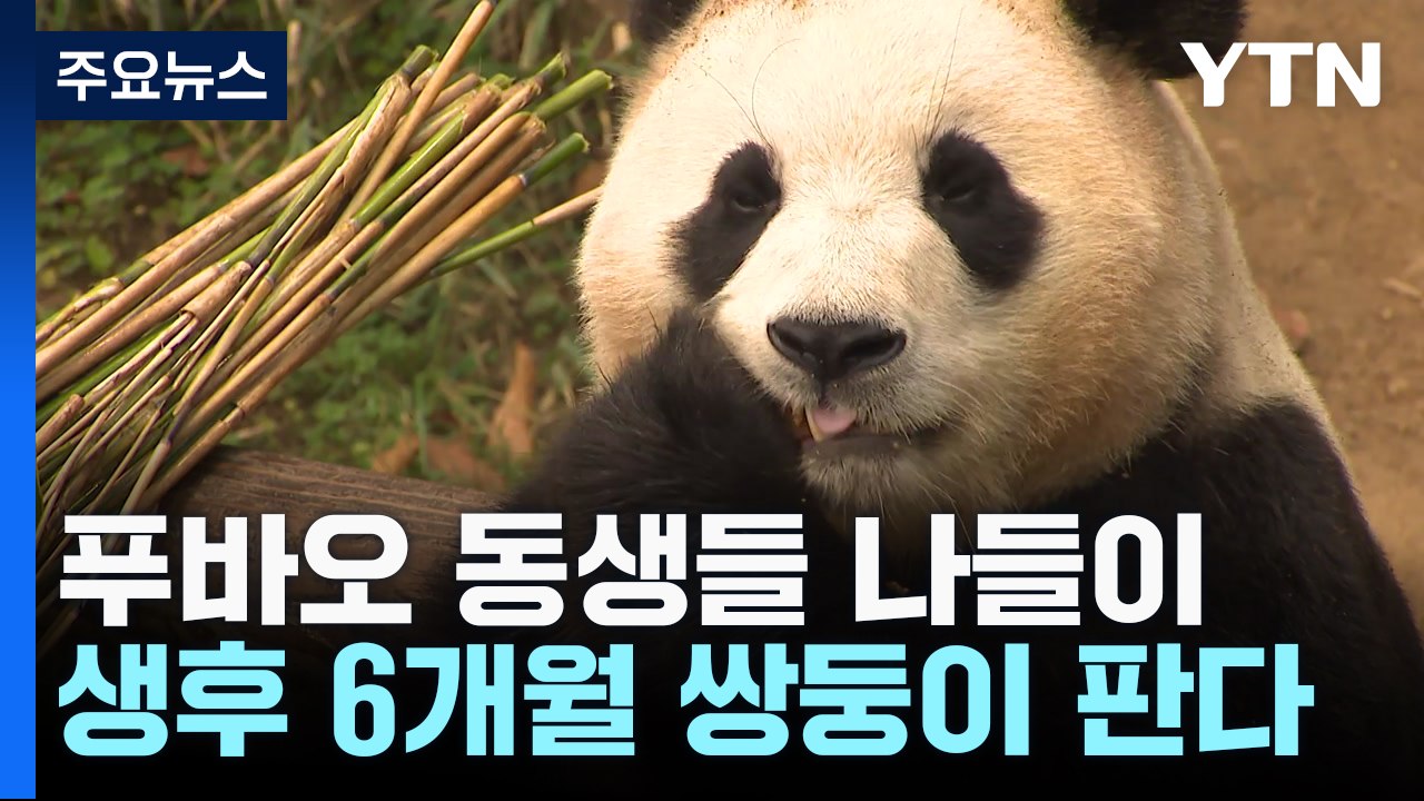 "푸바오 동생들이 떴다"...쌍둥이 아기 판다의 첫 나들이 / YTN