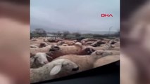 Koyun sürüsü yola çıkınca trafik durdu; o anlar kamerada