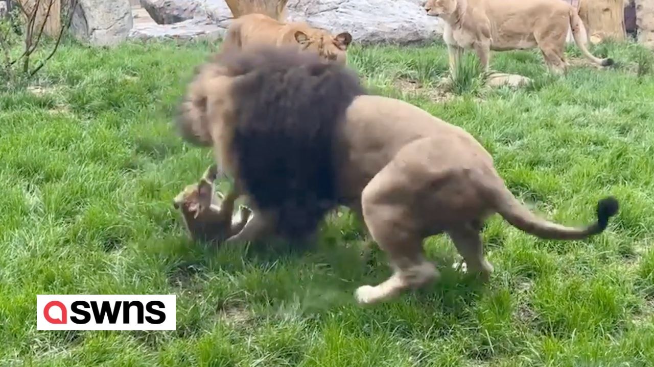 Ein Löwenjunges wehrt sich gegen seinen Vater, der ihn veräppelt hat