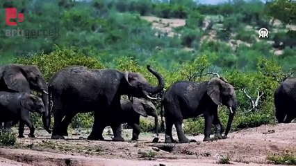 Uganda'daki Queen Elizabeth Ulusal Parkı