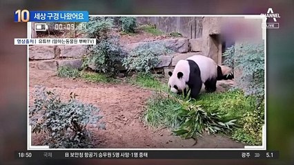 루이바오·후이바오, 세상 구경 나왔어요