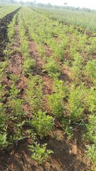 Kaloji gujrat ma vavetar salu