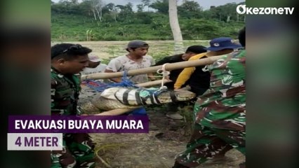 Mau Mangsa Ternak, Warga di Kabupaten Bombana Tangkap Buaya Muara 4 Meter