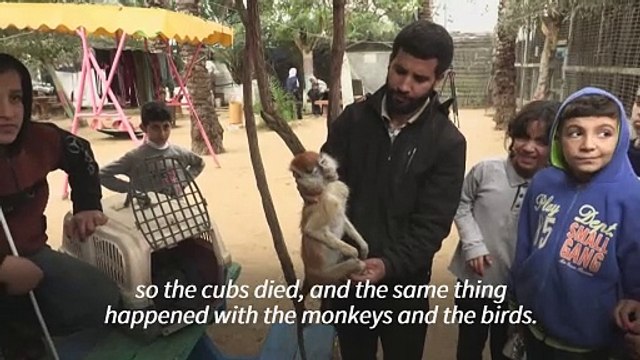 Rafah zookeepers feed lions bread amid food shortages in Gaza