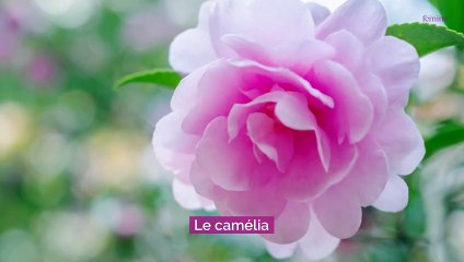 10 plantes qui fleurissent en janvier