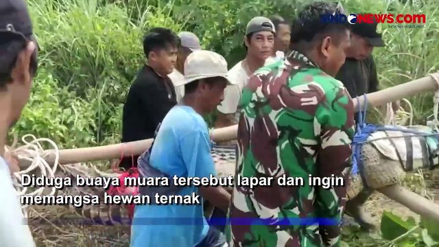 Geger Warga di Kabupaten Bombana Tangkap Buaya Muara Sepanjang 4 Meter