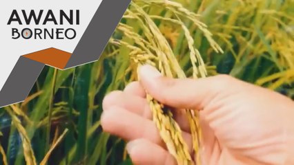 Padi Smart SBB ala Sekinchan akan diperluaskan tahun ini - Mohamad Sabu