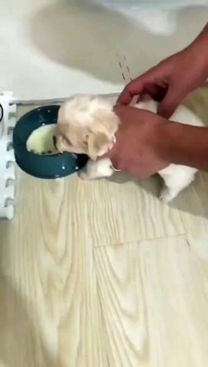 Meet this hungry poodle   Daily Dose of Cuteness  Credit ....#poodle #poodles #poodlemix #bichonfrise #teacuppuppy #teacuppuppies