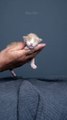 Kitten growing up   50  hours of work for a few seconds of video   hope you enjoy watching this clip of Ma...pictures of him for 7 months now and we had 22 photoshoots so far   #furryfritz #catographer #cats #kitten #cutekitty #kit