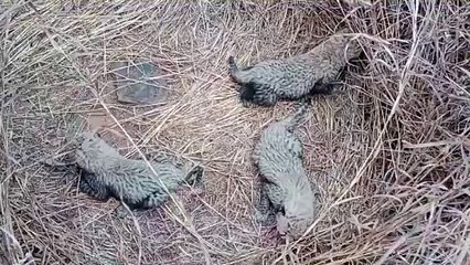 कूनो की आशा ने दी बड़ी खुशखबरी, 3 शावकों को दिया जन्म