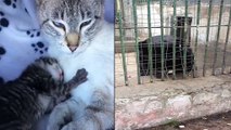 Pet Compilation: pet cat, pet cat baby, pet cat behaviour,  pet cat cute, pet cat kitten, pet bear,