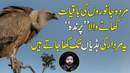 Gidh murdar he kyun khata hai ? Apna shikar khud kyun nahi krta ? Janiye