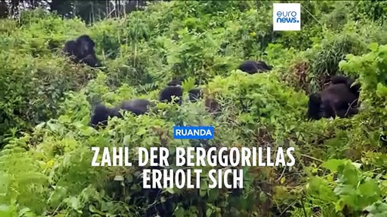 Zahl der Berggorillas erholt sich