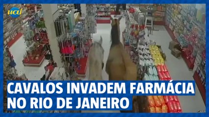 Durante tentativa de acasalamento, cavalos invadem farmácia no Rio de Janeiro
