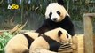 Adorable Panda Twins Revealed in South Korean Zoo