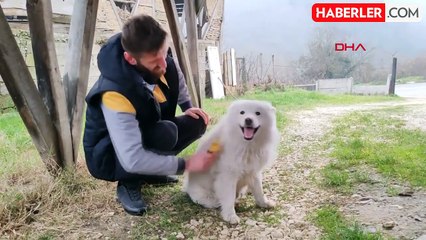 Köpek Çatıya Çıktı, İtfaiyeyi Yanına Yaklaştırmadı