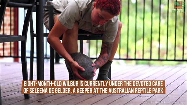 Adorable Wombat Joey's Settles Into Cozy New Life At Home With Zookeeper Mum