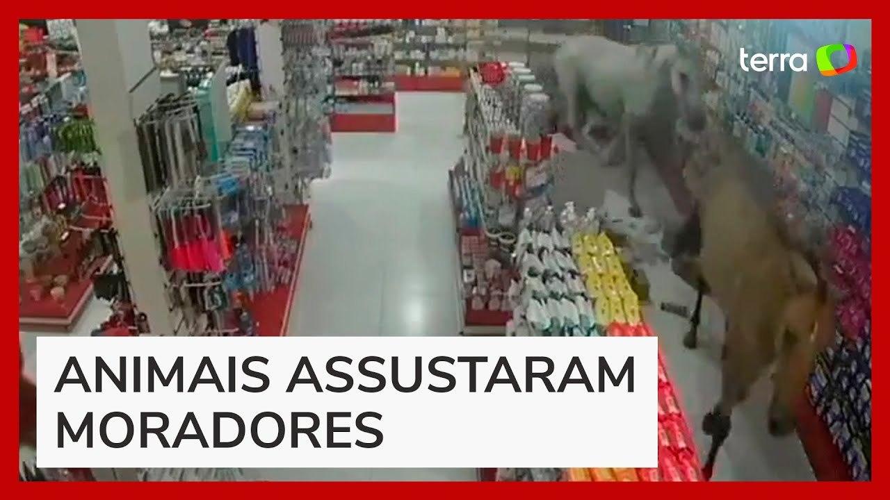 Cavalos invadem farmácia, derrubam remédios e deixam bagunça no RJ