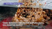 Madu Hutan Asli Danau Sentarum Memang Istimewa