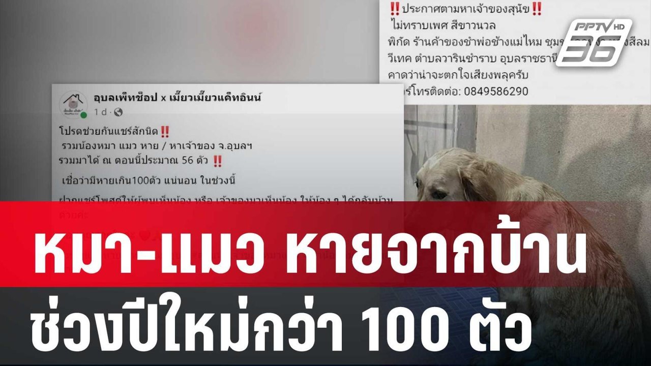 หมา-แมว หายจากบ้านช่วงปีใหม่กว่า 100 ตัว | เข้ม...
