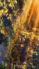 quality settings in my baio _‍_ _anime _weatherin