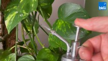 Roland Motte, jardinier : prenez soin de vos plantes d'intérieur en hiver