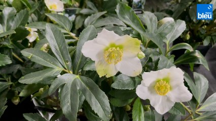 Roland Motte, jardinier : plantez des hellébores, elles ne craignent pas le froid !