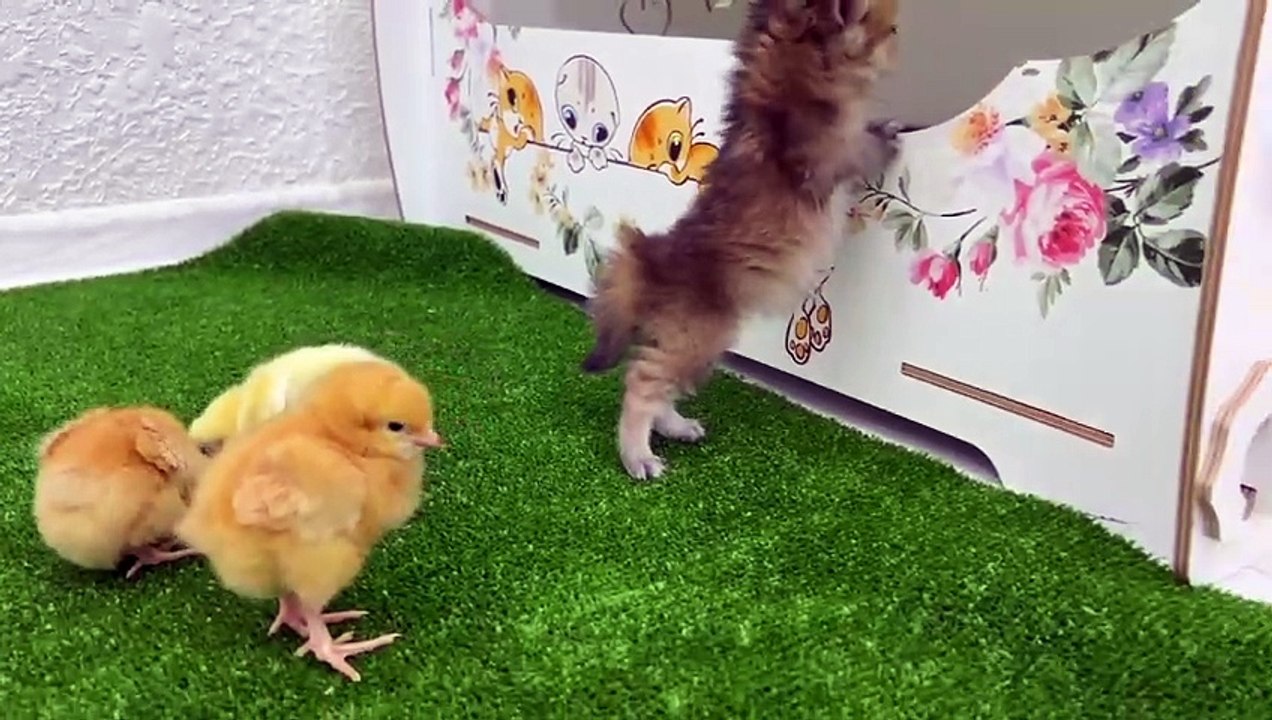 Cute and funny  Kitten offers to be friends with the chickens, but they don't pay attention to him
