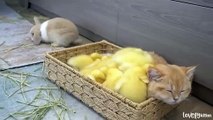 Baby ducklings jump into the basket  sleep  kitten  and  rabbit  #duck #duckling #cat #kitten
