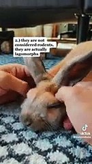 Fanny cat vidéos 2024