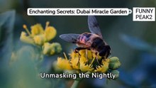dubai-night 07