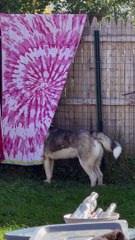 Husky Hides Behind Hanging Towel