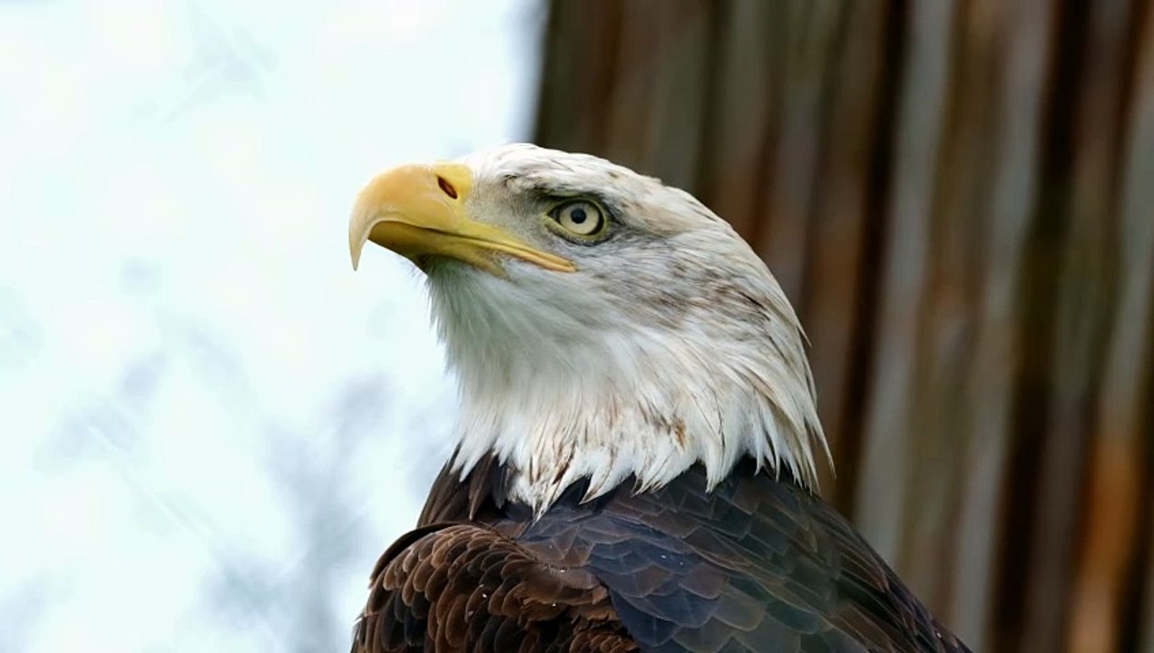 Eagle man