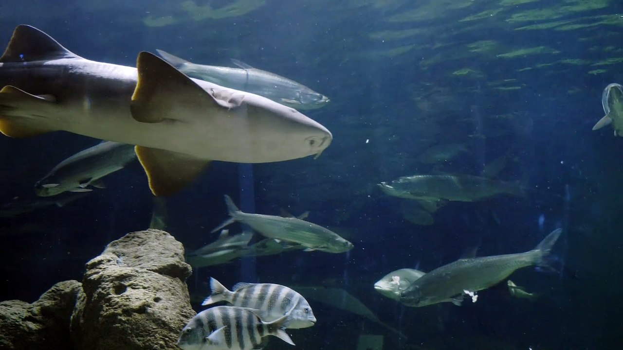 Shark tale