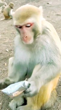 Animals Video, Mankey Shorts, Trending Video, Viral Video, Langoor Reels#Animals#Mankeyvideo