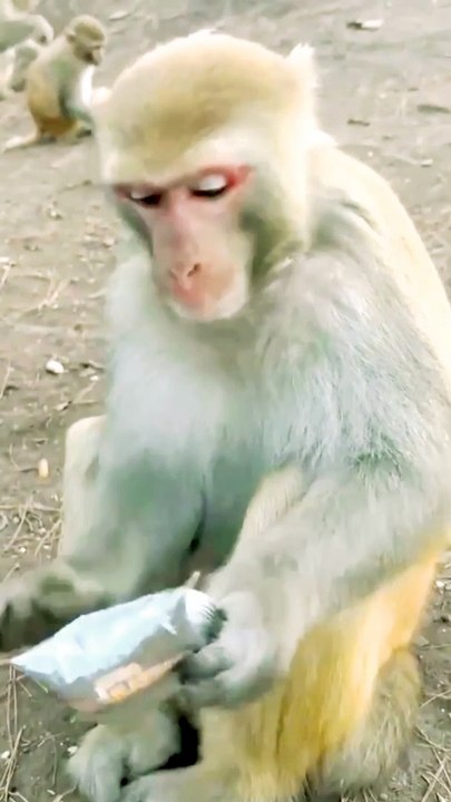 Animals Video, Mankey Shorts, Trending Video, Viral Video, Langoor Reels#Animals#Mankeyvideo