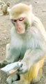 Animals Video, Mankey Shorts, Trending Video, Viral Video, Langoor Reels#Animals#Mankeyvideo