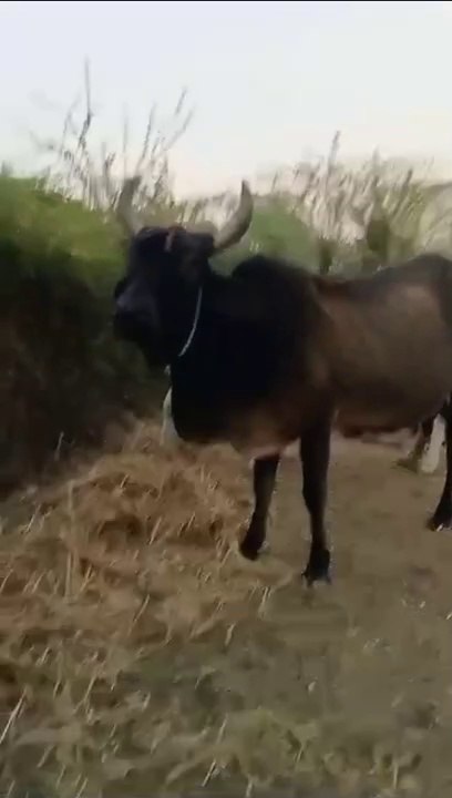 Cow eating