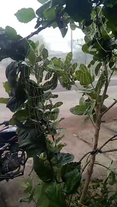 patrika