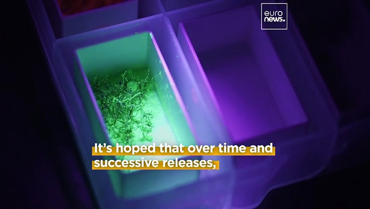 Scientists in Argentina use nuclear energy to reduce disease-carrying mosquitoes