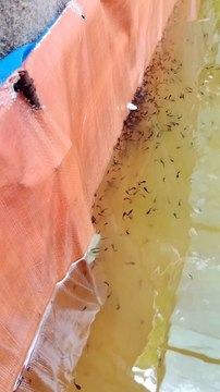 Dengan cara seperti ini saya memberi makan larva lele, Kalian mau dengan cara seperti apa ❓Silahkan