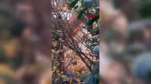 Beykoz'da balta ile köpeğe işkence eden şüpheli gözaltına alındı 