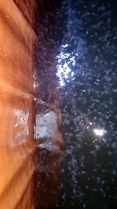 Tidak kebagian lagi CACING SUTERA kita lanjutkan pemberian pakan pasta