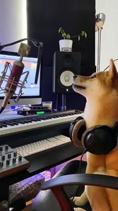 Ce que fais ton chien quand tu n'es pas là