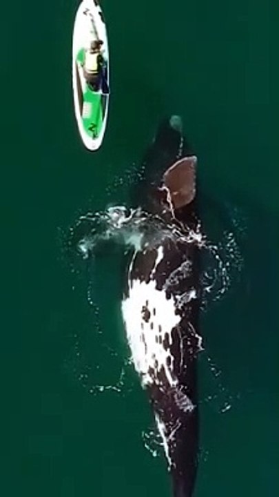 Capturing the Beauty: Unforgettable Moments of Sea Creatures in Action