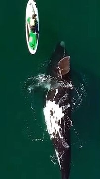 Capturing the Beauty: Unforgettable Moments of Sea Creatures in Action