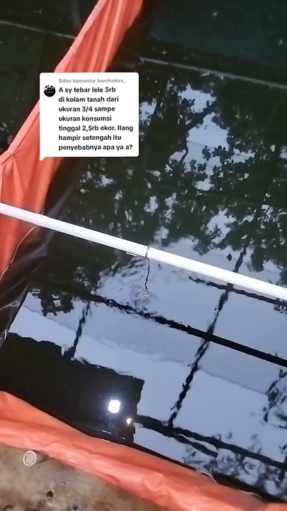 Satu bukti bahwa budidaya lele WAJIB sortir❗Jika tidak, ya begini hasilnya