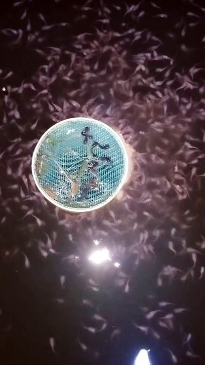 Pemberian pakan PASTA pada malam hari, larva lele lebih lahap makan