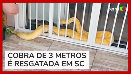 Píton albina de 3 metros é resgatada em portão de casa de uma casa em Indaial (SC)